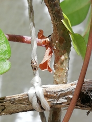 Pachybrachis hepaticus