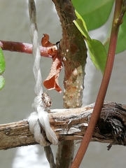 Pachybrachis hepaticus