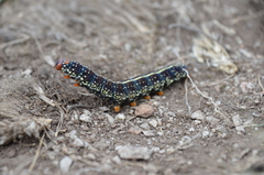 Chlanidophora albicancellata