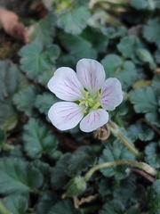 Erodium corsicum