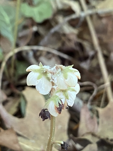 American wintergreen