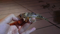 Celebes Flathead photo 2