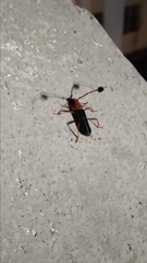 Compsocerus violaceus