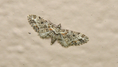 Eupithecia rotundopuncta