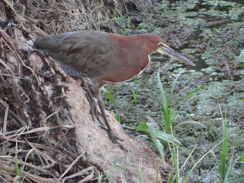 Rufescent Tiger-heron