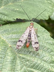 Panorpa cognata