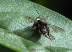 Megachile amparo
