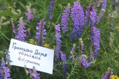 Vicia cracca