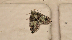 Hydriomena marinata