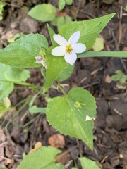 Viola canadensis scopulorum