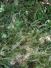 Sphenopholis intermedia