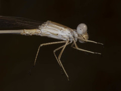 Lestes pallidus