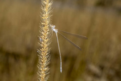 Lestes pallidus