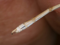 Lestes pallidus