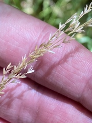 Sphenopholis intermedia