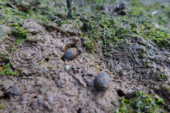 Cassidula
