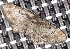 Eupithecia mutata