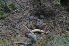 Cassidula