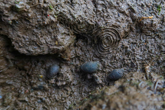 Cassidula