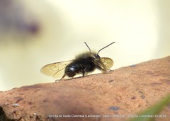 Megachile amparo