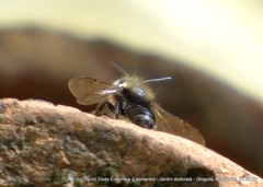 Megachile amparo