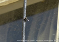Megachile amparo