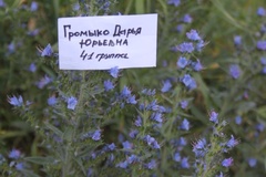 Echium vulgare