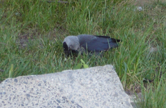 Corvus monedula