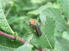 Cantharis pellucida
