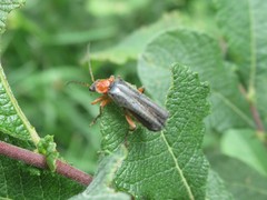 Cantharis pellucida