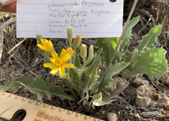 Crepis intermedia