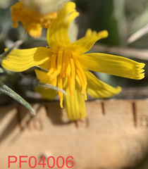 Crepis intermedia
