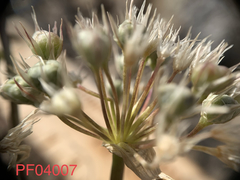Allium anceps