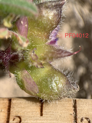 Lupinus pusillus intermontanus