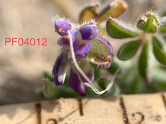 Lupinus pusillus intermontanus