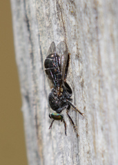 Atomosia melanopogon