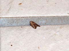 Strotihypera macroplaga
