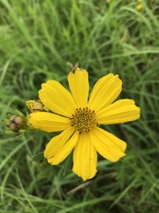 Coreopsis palmata