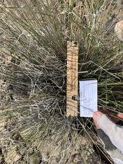 Pseudoroegneria spicata spicata