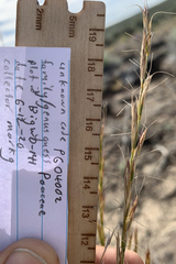 Pseudoroegneria spicata spicata