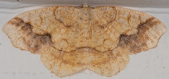 Nematocampa brehmeata