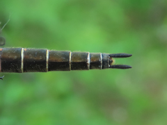 Somatochlora hudsonica