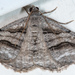 Digrammia continuata - Photo (c) Don Loarie,  זכויות יוצרים חלקיות (CC BY), הועלה על ידי Don Loarie