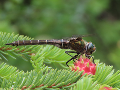 Somatochlora hudsonica