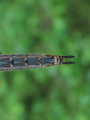 Somatochlora hudsonica