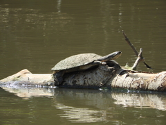 Phrynops geoffroanus