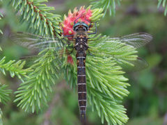 Somatochlora hudsonica