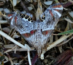 Petrophila jaliscalis