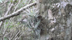 Tillandsia ionantha