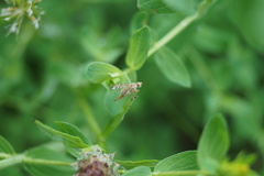 Chaetorellia jaceae
